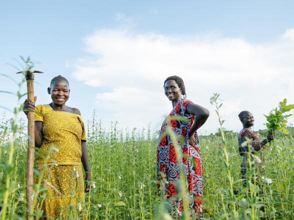 Three ugandan women stand in field of sesame, smiling.