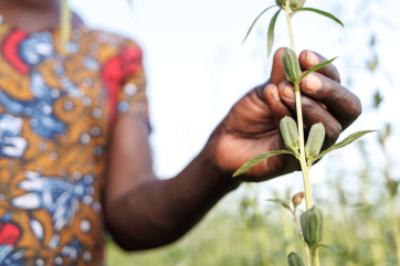 A refugee from south sudan and member of the unit business group, stands in the midst of her group’s sesame garden. 