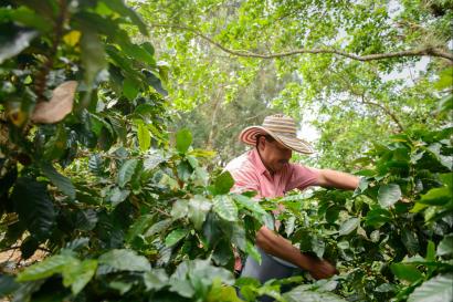 Man in coffee bean field