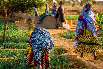 Malian agricultural scene.