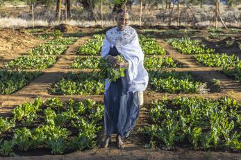 A person holding harvested kale from a community garden in northern kenya.