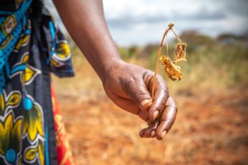 Hand holding dried out and dead plant.