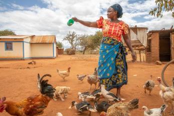 Kenyan woman feeding her chickens.