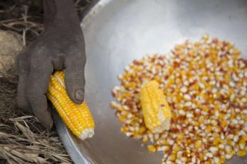 A hand holding a cob of corn of a bowl of corn kernels.