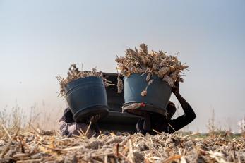 Bushels of sorghum being harvested in Sudan.