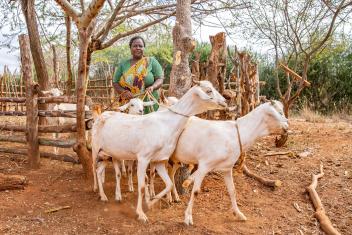 Lucia Munyao takes care of her goats on her family’s farm, where they grow sunflowers. Through the AgriFin program, Mercy Corps and local partners use DigiFarm to reach farmers in Kenya with services to help them improve their livelihoods. DigiFarm linked them to a commercial buyer at harvest time. Lucia and her husband earned new income that helped to pay for their children’s school fees.