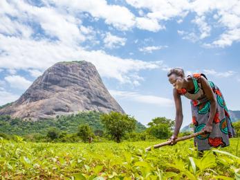 A person weeds crops on their land in Uganda.